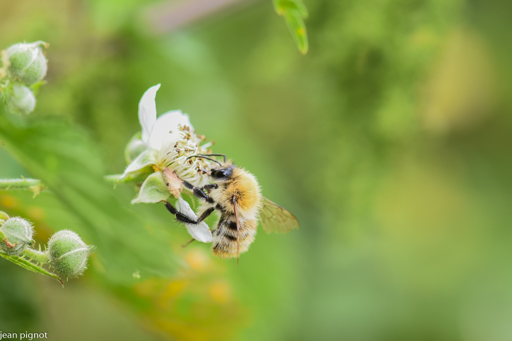 bordon des jardin.JPG