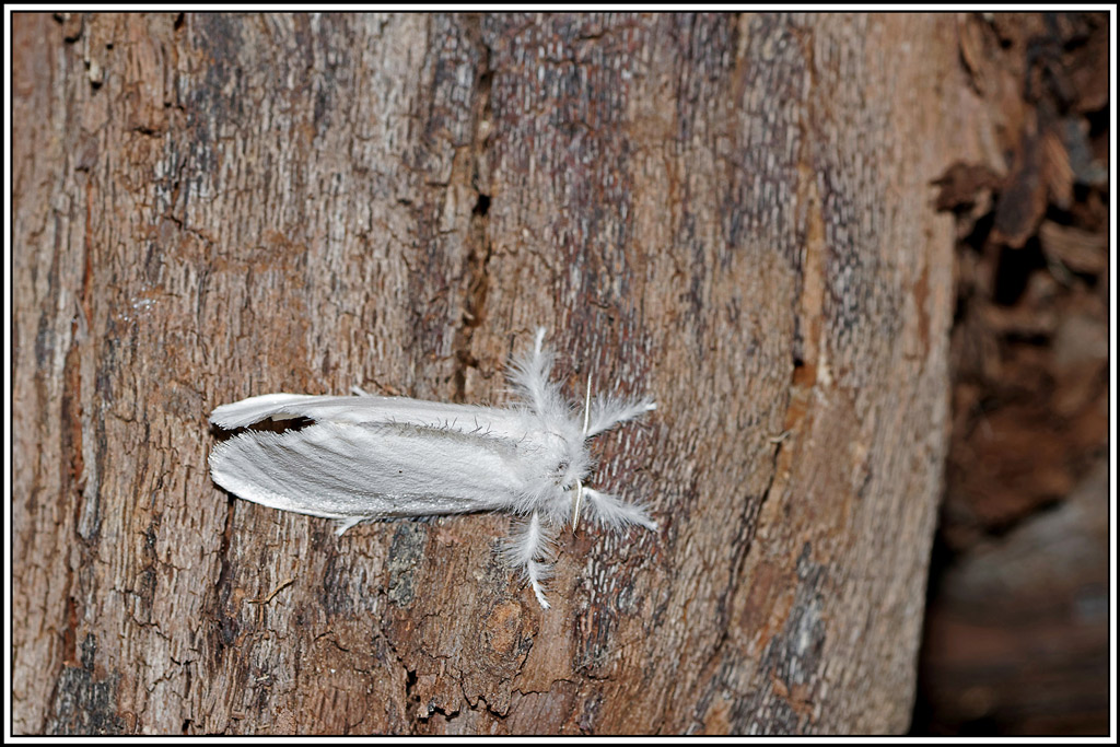 Cul-doré(Euproctis-similis)(5).jpg