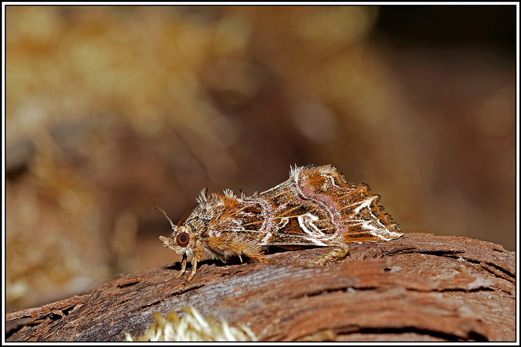 Noctuelle_de_la_fougere(Callopistria_juventina)(12_14).jpg