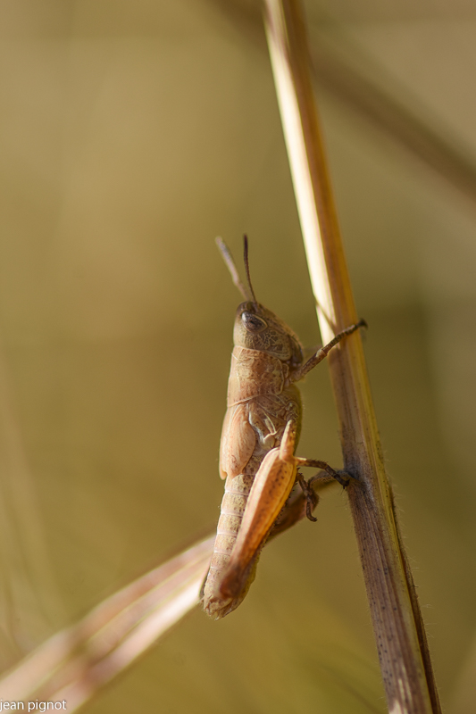 ciquet des patures (10).JPG