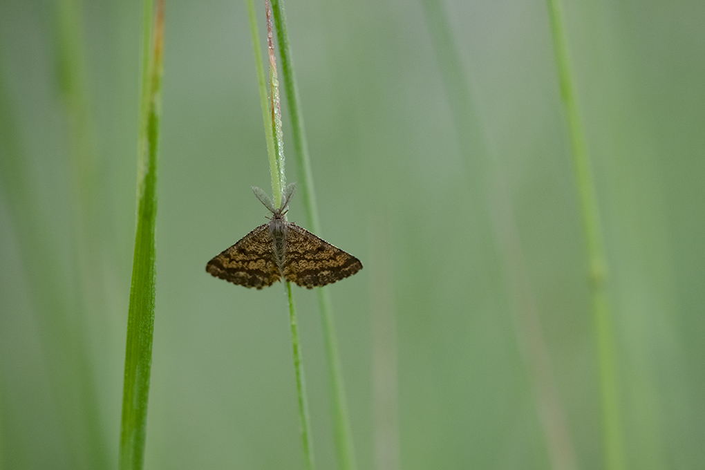 papillon de nuit 2022 1.jpg