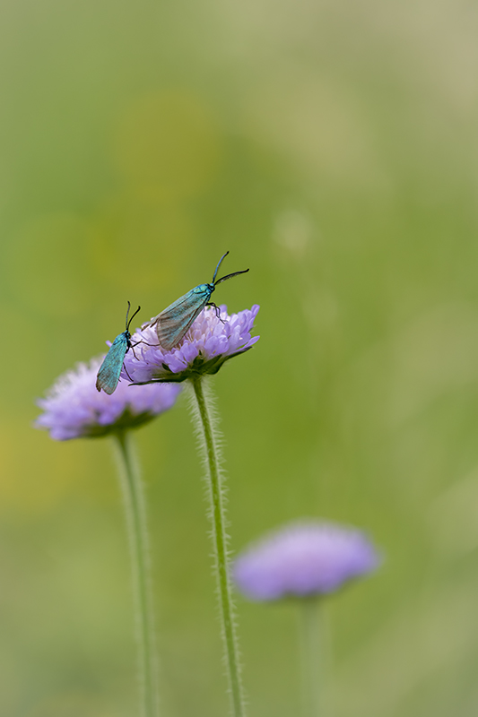 turquoise de la globulaire 2022 1.jpg