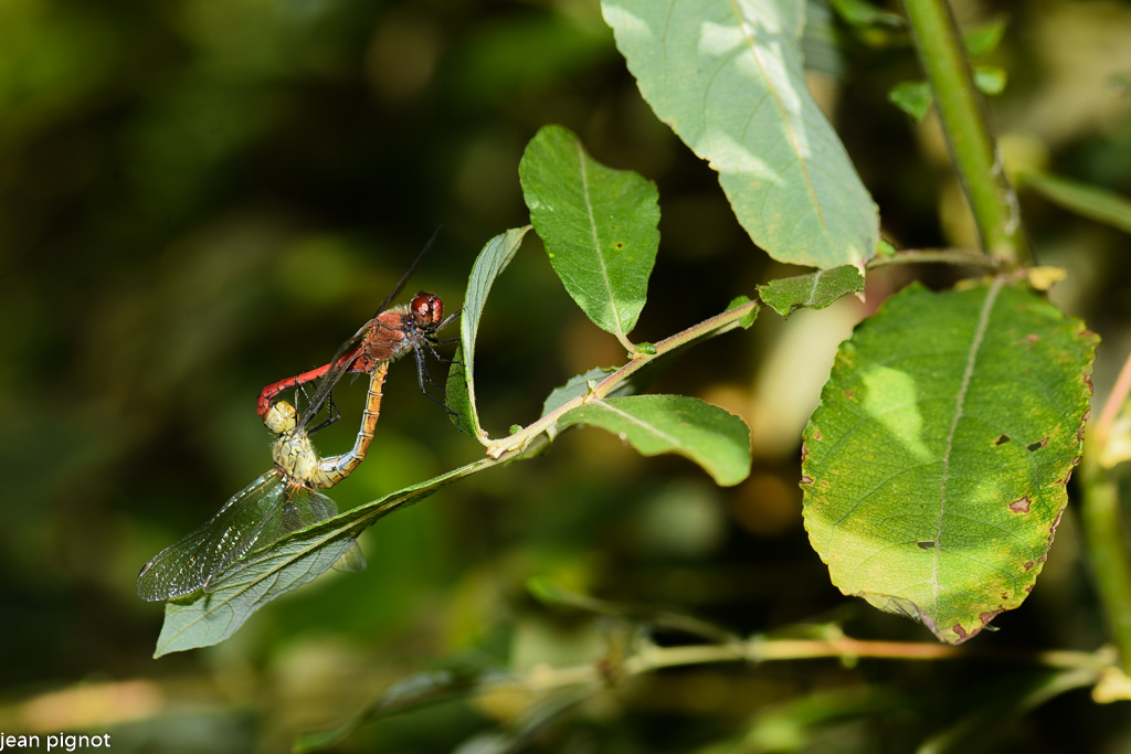 accouplement de sympetrum.JPG