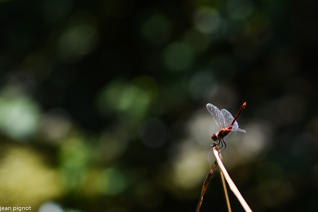 sympetrum.JPG