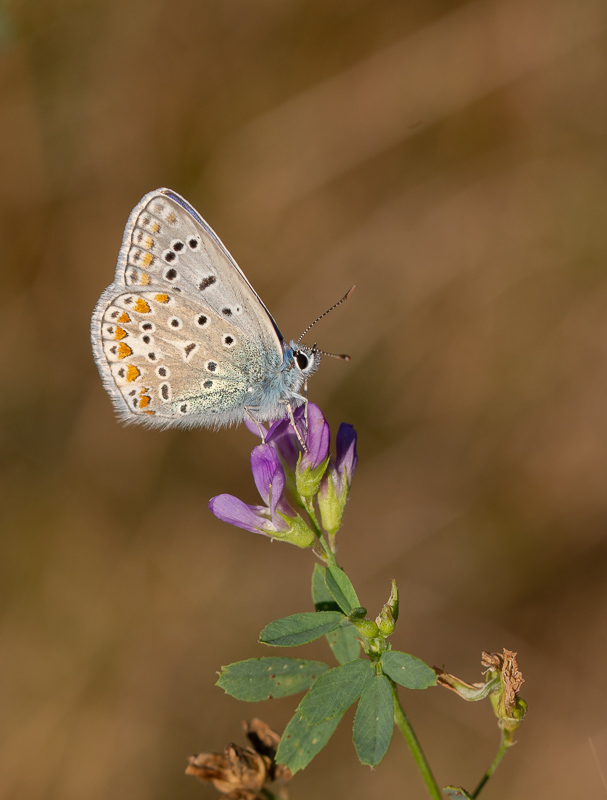 Papillon Azuré commun (2).jpg