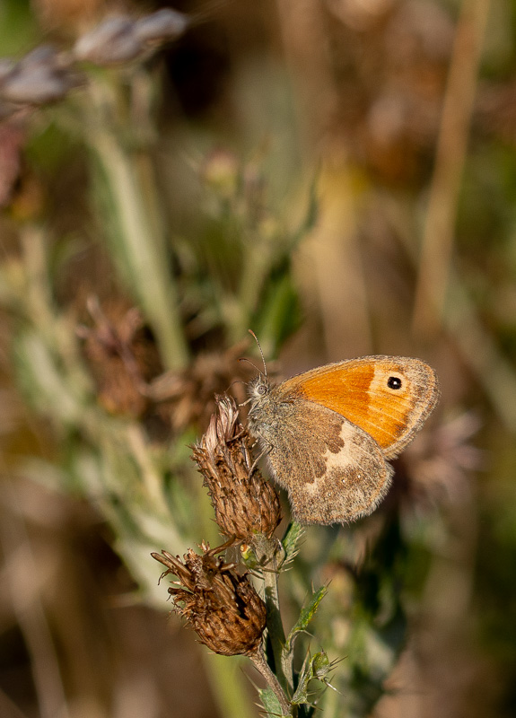 Papillon Fadet commun.jpg