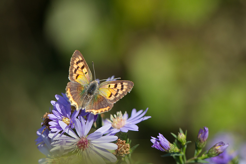 Le cuivré commun - Lycaena phlaeas ♀ 1.jpg