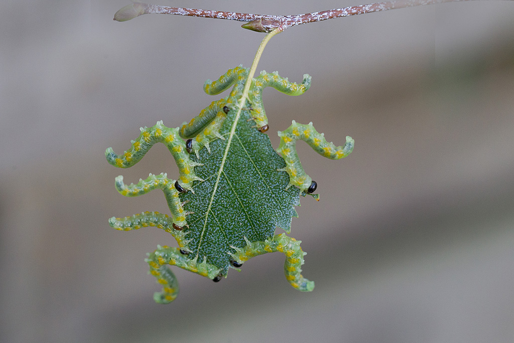 Tenthrèdes du bouleau - Croesus septentrionalis.jpg