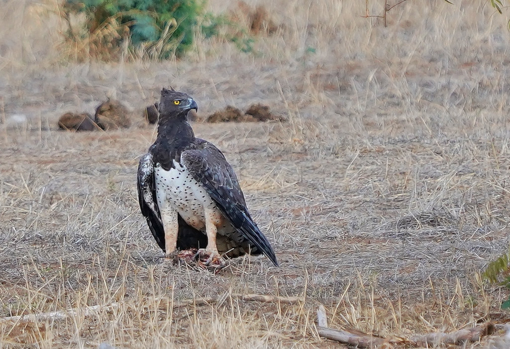 97-Aigle martial - Tsavo est.JPG