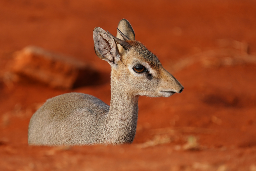 104.Dik dik.JPG