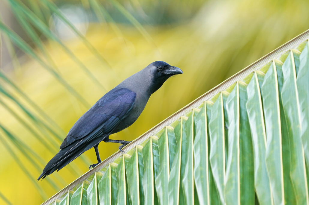 148.Corbeau familier -Mombasa.JPG