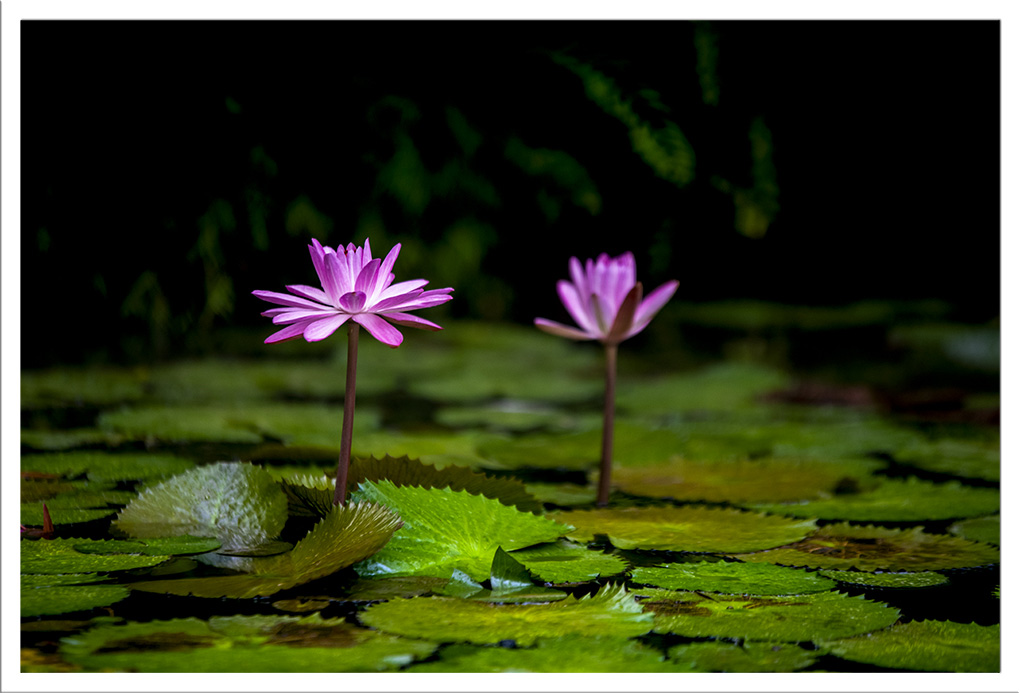 Jardins de Balata 3.jpg