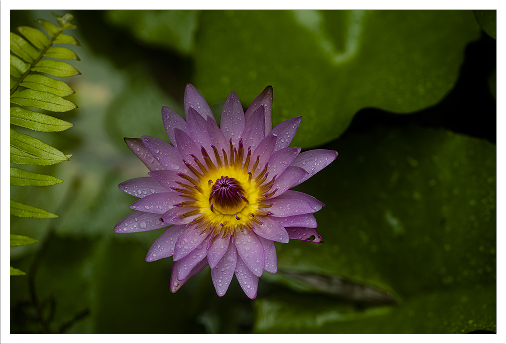 Jardins de Balata 15.jpg