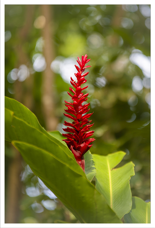 fleurs diverses 2.jpg