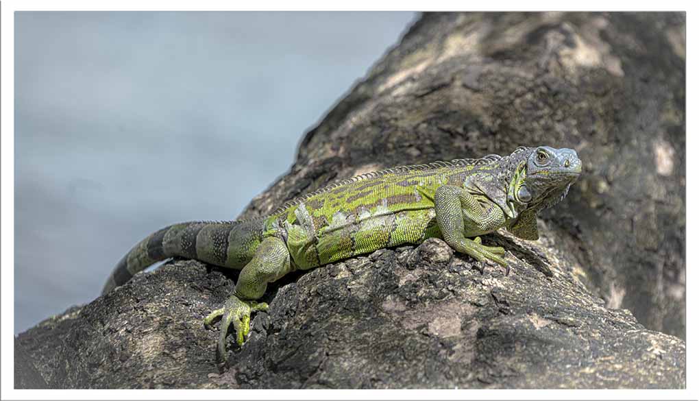 iguane vert Martinique 3.jpg