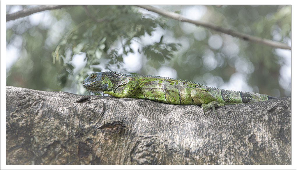 iguanes vert Martinique 9.jpg