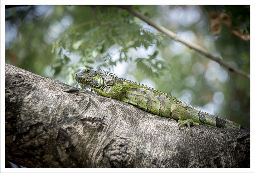 iguanes vert Martinique 10 internet.jpg