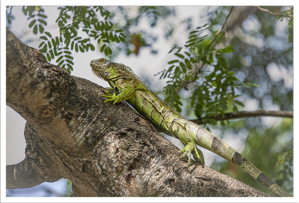 iguanes vert Martinique 11 internet.jpg