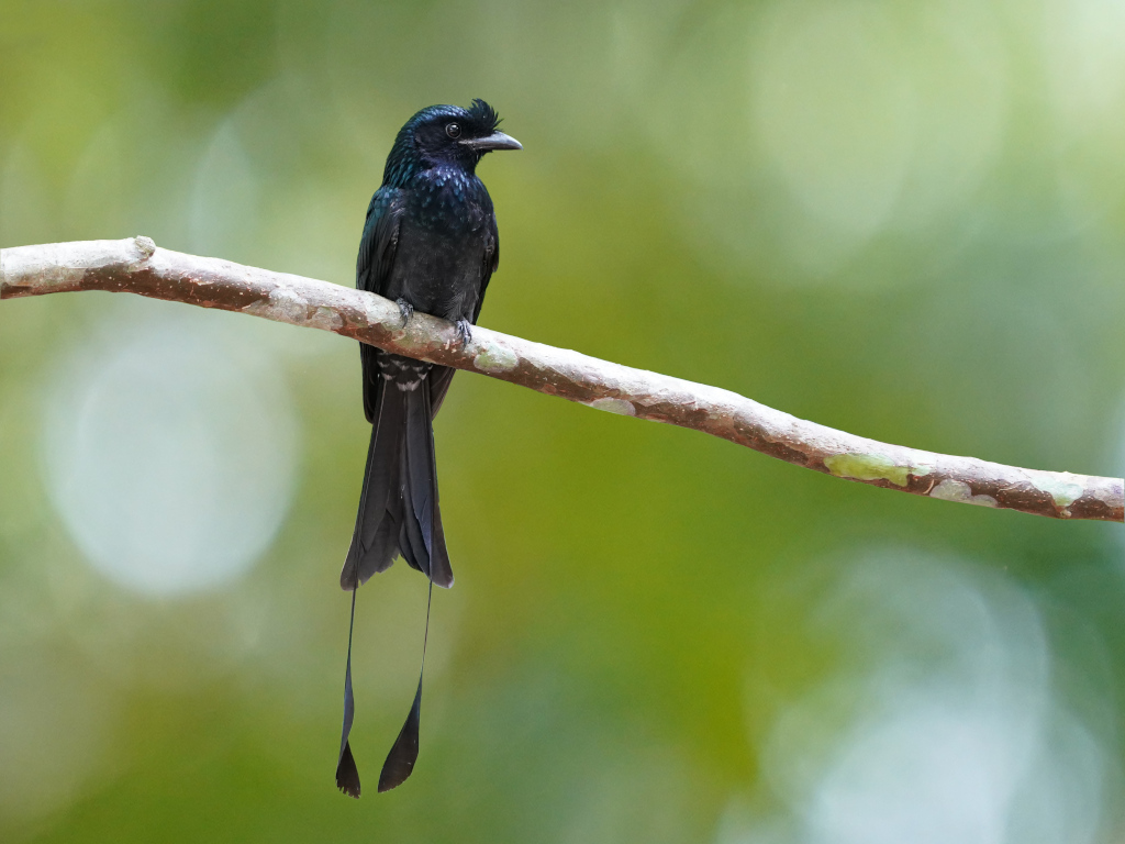 79-Drongo à raquettes - Baan maka (2).jpg