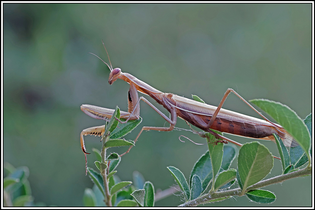 mante_religieuse(Mantis_religiosa)(32_36).jpg