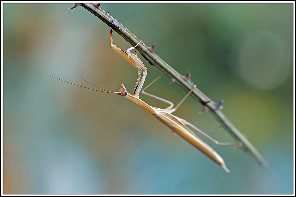 mante_religieuse(Mantis_religiosa)(46_49).jpg