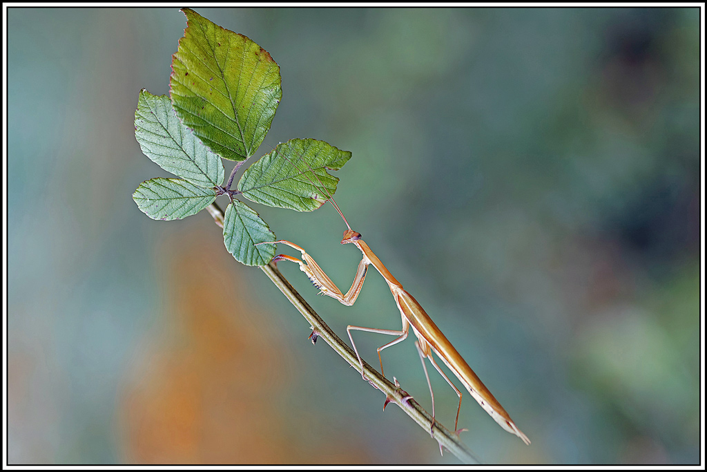 mante_religieuse(Mantis_religiosa)(51_52).jpg