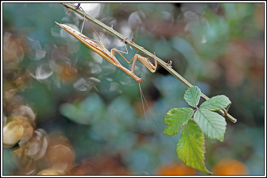 mante_religieuse(Mantis_religiosa)(68).jpg