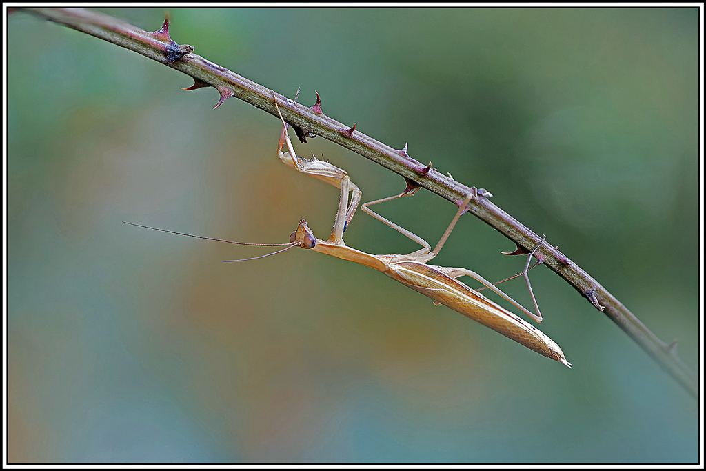 mante_religieuse(Mantis_religiosa)(85_92).jpg