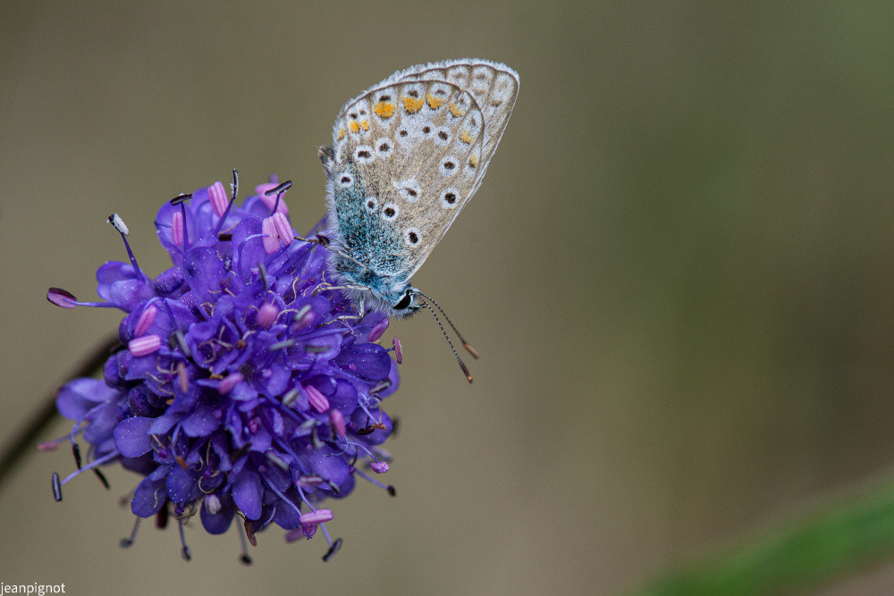 argus bleue_511_512.JPG