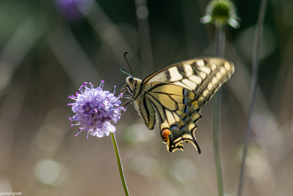 grand machaon_516.JPG