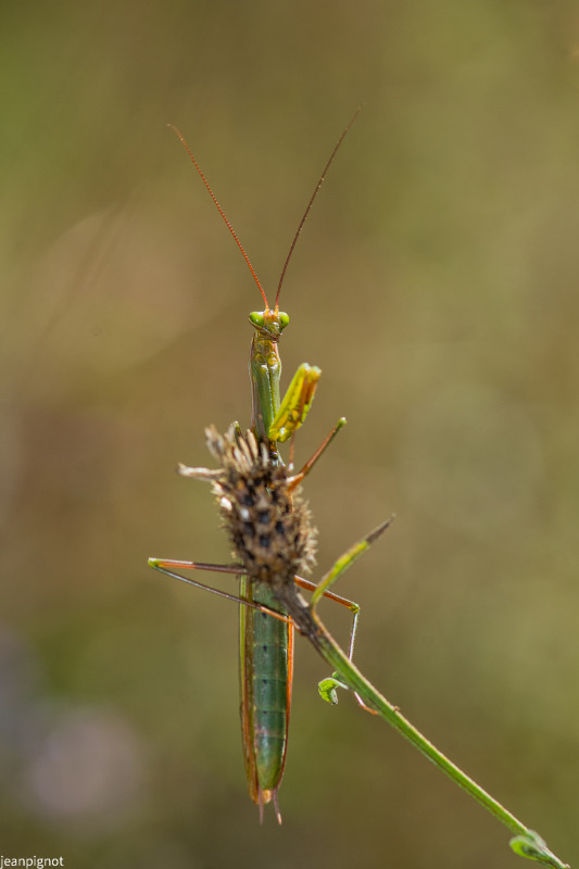 DSC_1438_604.JPG