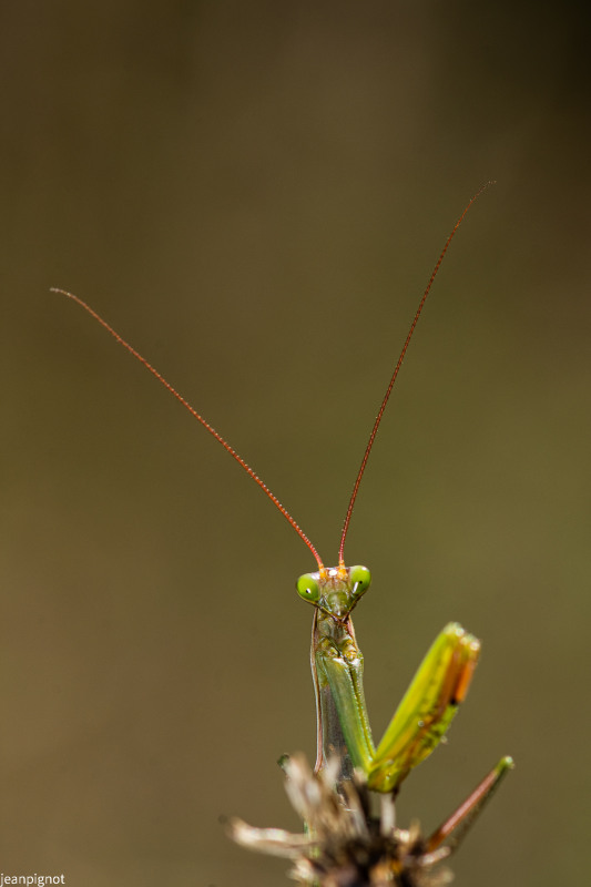 DSC_1440_605.JPG