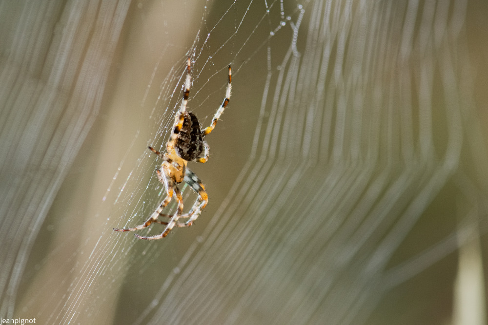DSC_0392_594.JPG