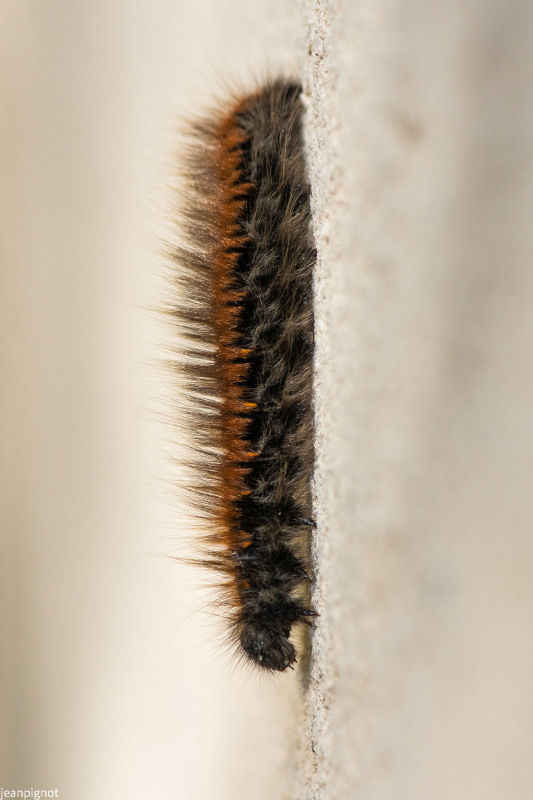 DSC_1913_704.JPG