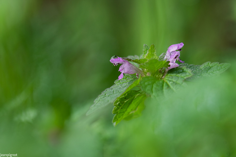 DSC_4330_668_703.JPG