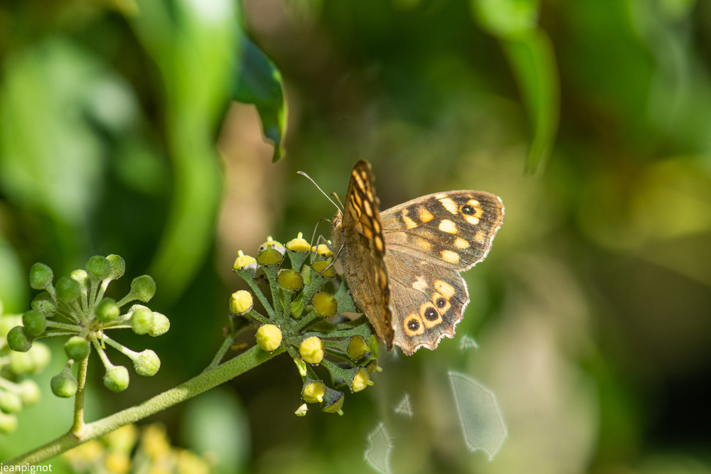 papillon tircis.JPG