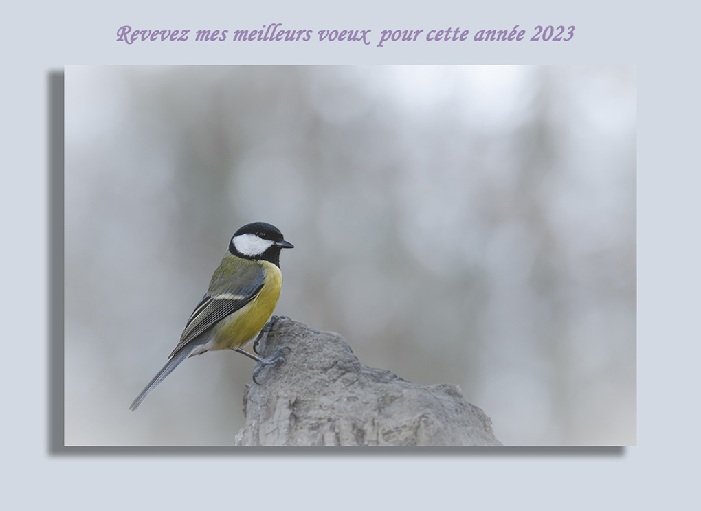 voeux 2023.jpg