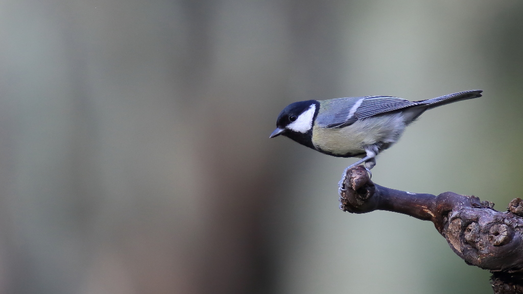 1126 Mésange charbonnière.jpg