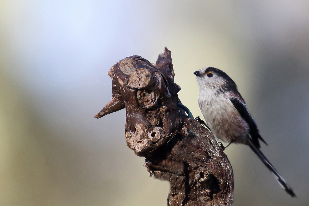 1128 Mésange à longue queue.jpg