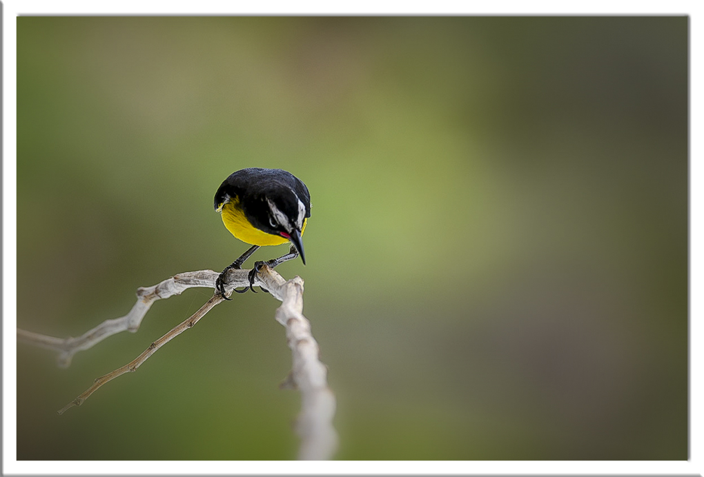 sucrier ventre jaune 1a.jpg