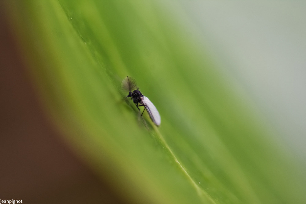chironome_858.JPG