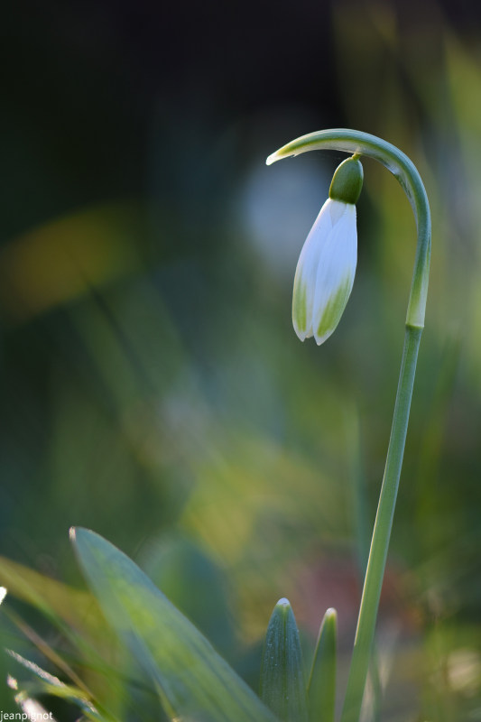 perce neige (3).JPG