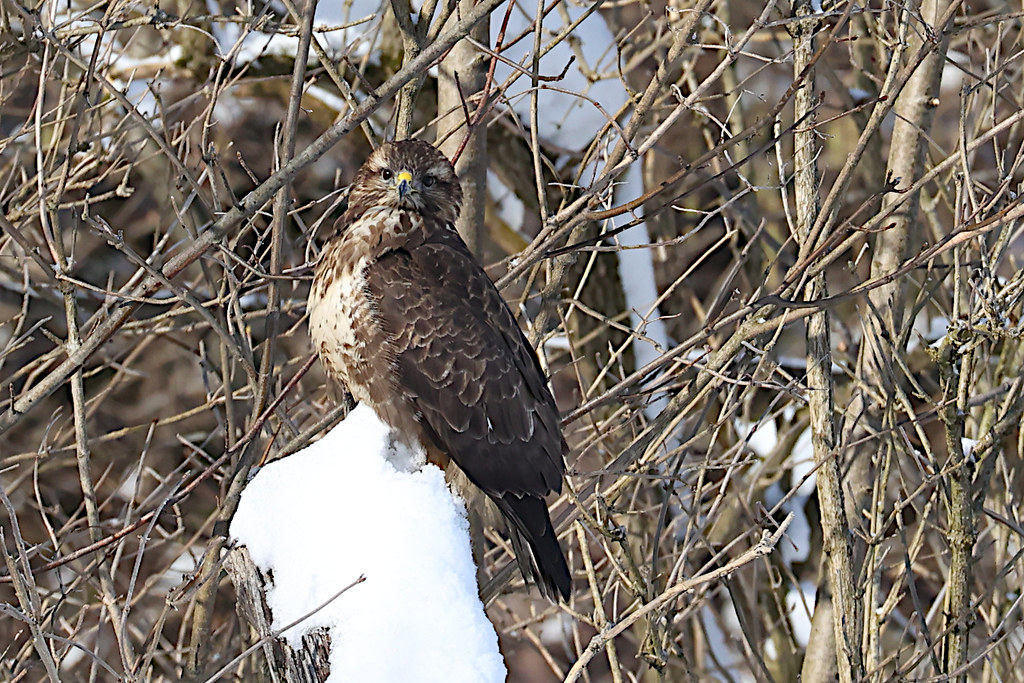 buse variable.jpeg