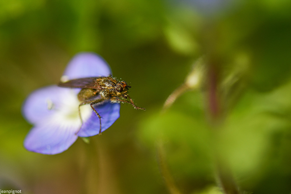 mouche  scatophage.JPG