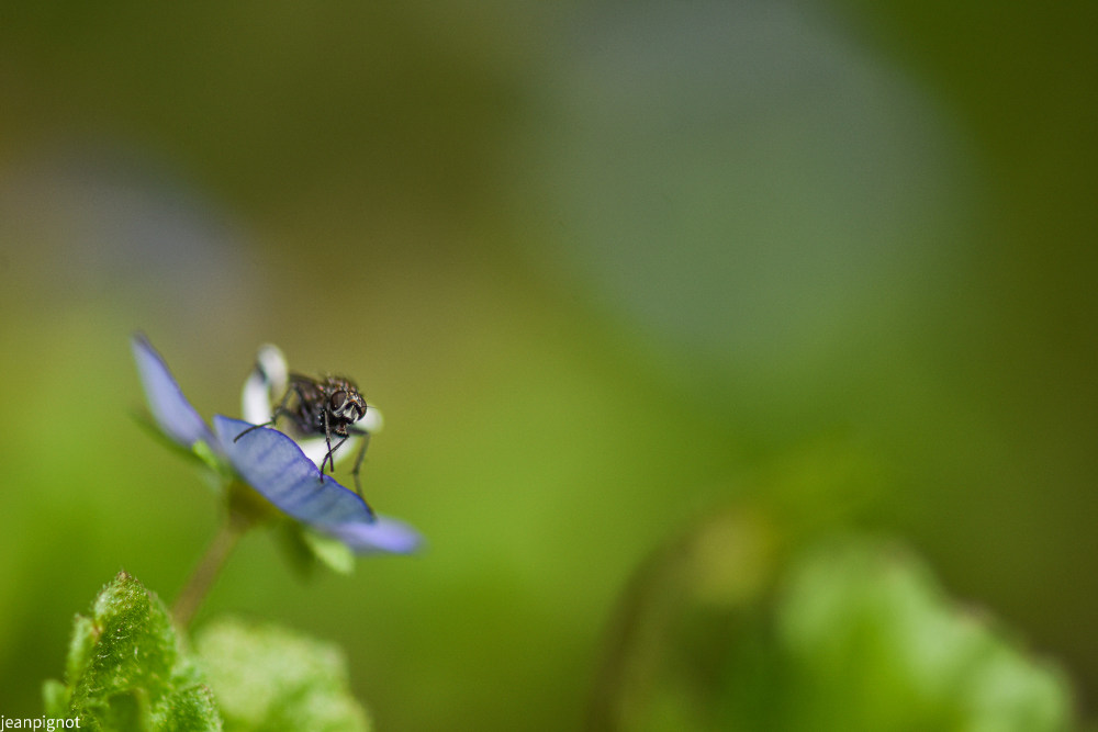 mouche comune (2).JPG