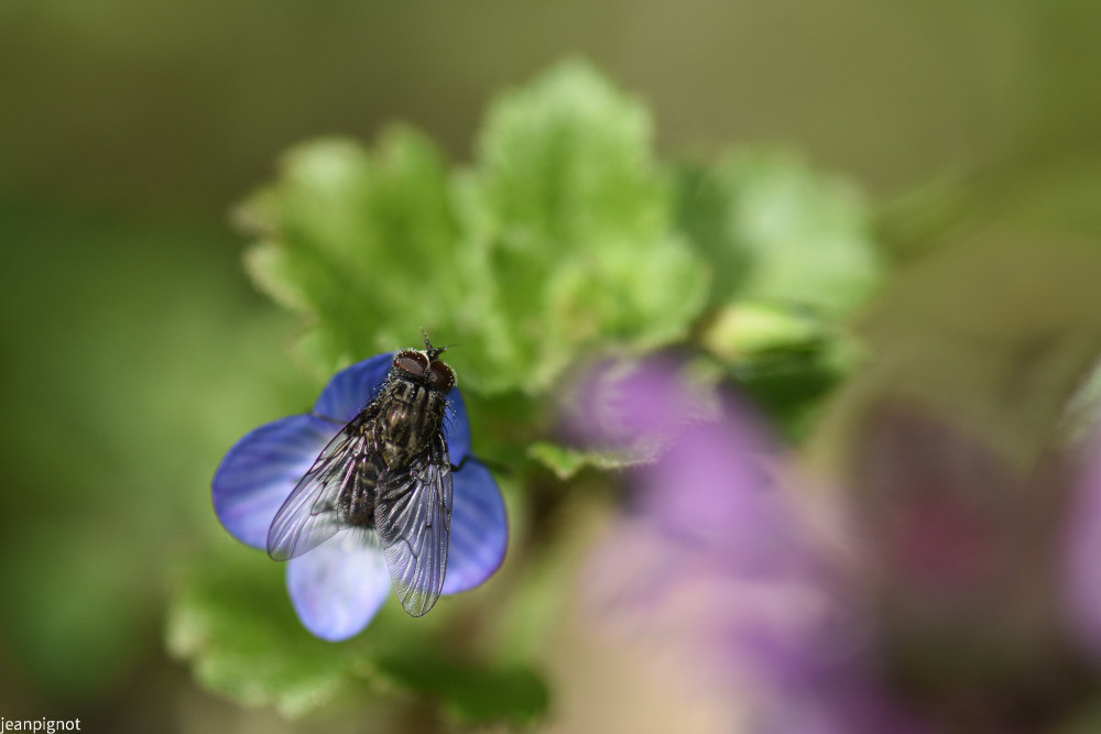mouche comune (3).JPG