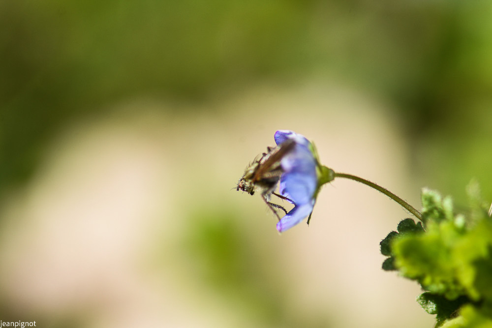 mouche scatophage (2).JPG