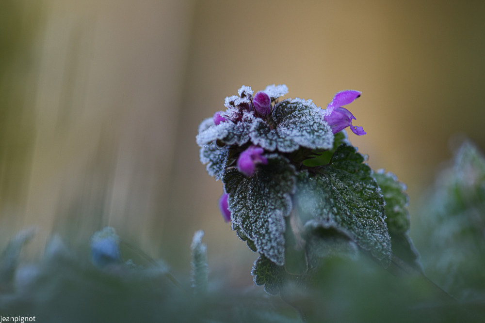 DSC_6291_1013.JPG