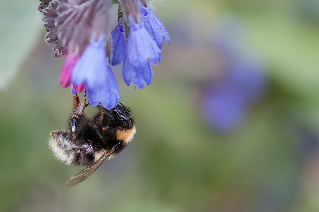 Bourdon terrestre - Bombus terrestris  J Rivière.jpg