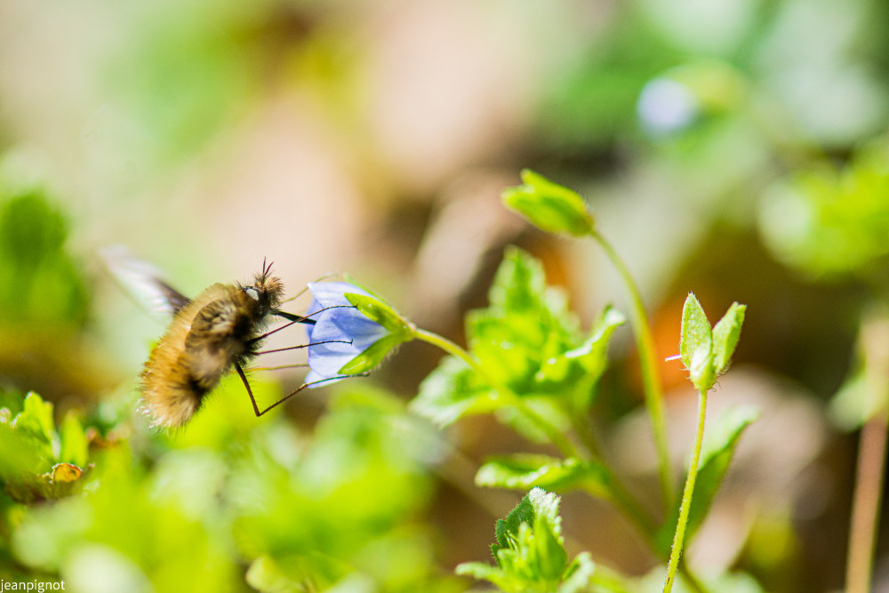 bombyle (2).JPG